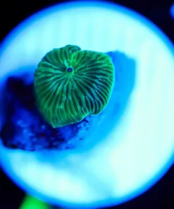 Wysiwyg Small Mushroom Frag [F6]