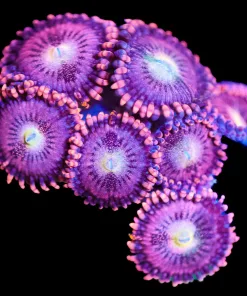 Wysiwyg Cherry Blast zoanthid frag [F60]