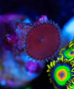 Wysiwyg Red Death Zoas [F61]