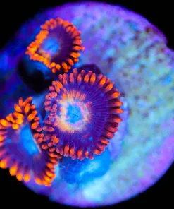 Wysiwyg Zoanthid Frag [F62]