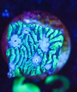 Wysiwyg Lithphyon Frag [F63]