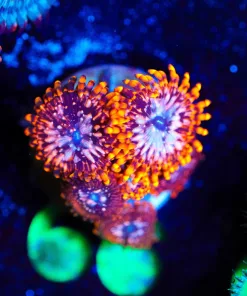 Wysiwyg 4x Utter Chaos Zoanthid [F66]