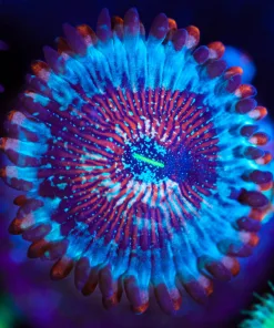Wysiwyg Blue Agave Zoanthid [F66]