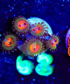 Wysiwyg Bowtie Blaster Zoanthid Frag [F68]