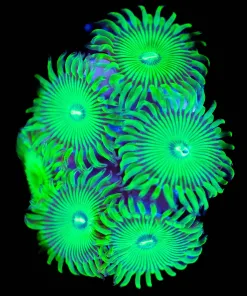 Wysiwyg Green People Eaters | Bright | Rare ! [F69]