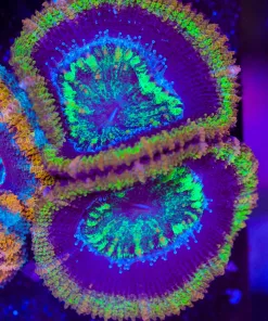 Wysiwyg Fat Golden War Craft Acan [F7] *Free Shipping ! Minimum $249 livestock spend*