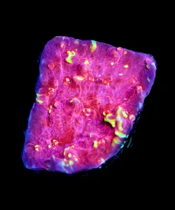 Wysiwyg Flamethrower Chalice Coral Frag [F7] *Free Shipping ! Minimum $249 livestock spend*
