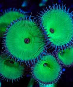 Wysiwyg Green Death Zoanthid Lots Of Heads [F70]