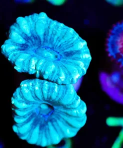 Wysiwyg Teal Trumpet Frag [F73]