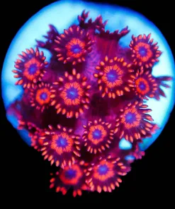 Wysiwyg Small Diablo flowerpot Frag [F75]