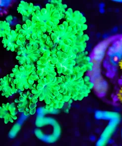 Wysiwyg Astreapora Coral Frag [F75]