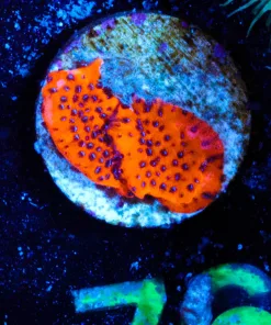 Wysiwyg TINY micro size montuipora frag [F76]