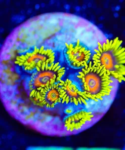 Wysiwyg Small Super Saiyan Zoanthid [F77]