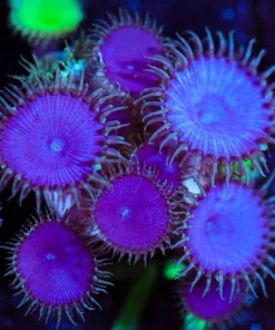 Wysiwyg Purple Death Zoanthid Lots Of Heads [F77]
