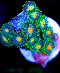 Wysiwyg Ninja Turtle Zoanthid Frag [F79]