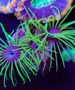 Wysiwyg Parazoanthus Frag (From the youtube video!) [F8]