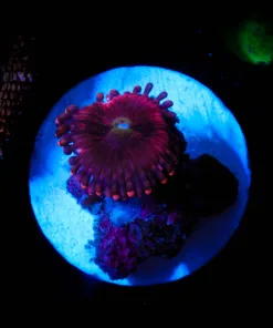 Wysiwyg Small Pink Zoa Frag [F8]