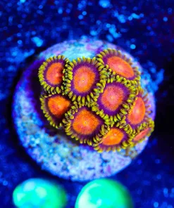 Wysiwyg Dragon Eyes Zoanthid [F80]