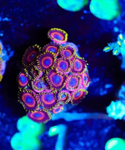 Wysiwyg Japanese Eagle Zoanthid [F81]