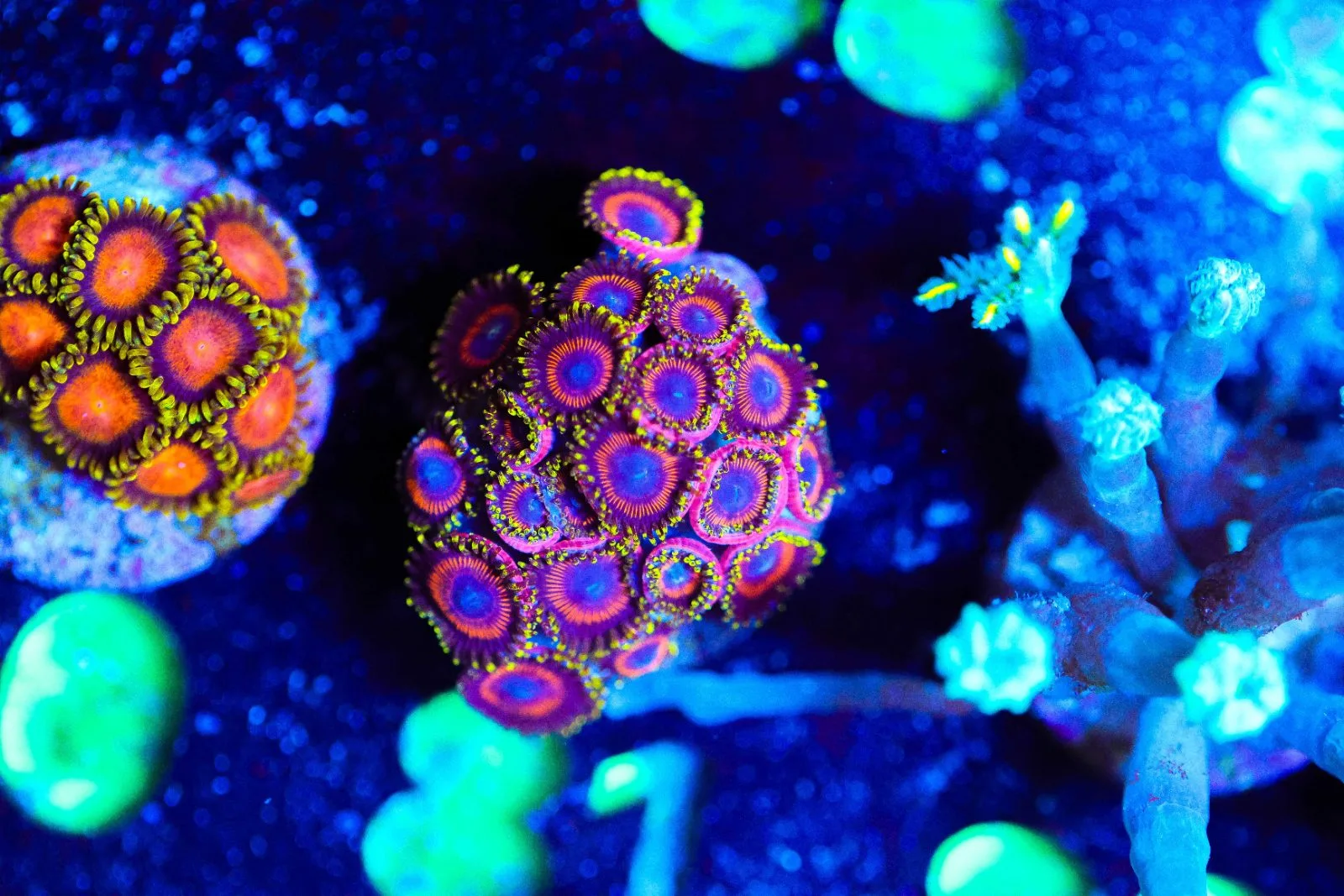Wysiwyg Japanese Eagle Zoanthid [F81] - Frag Box Corals
