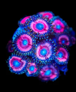 Wysiwyg Cotton Candy Zoanthid Frag [F81]