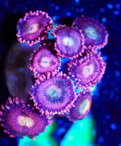 Wysiwyg PInk Stardust Zoanthid [F84]