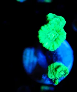 Wysiwyg Small Trumpet Frag [F85]