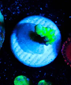 Wysiwyg Micro siz green goblin anacroppar frag [F88]