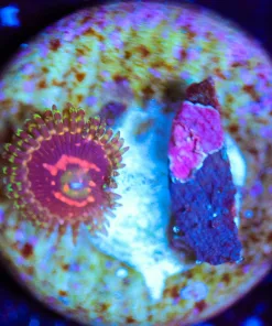 Wysiwyg Tiny Zoa Frag [F88]