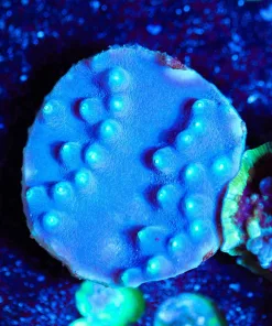 Pagoda Cup Coral Frag (SH)