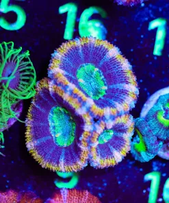 Wysiwyg Golden Pharow Acan Frag [F9]