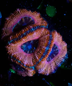 Wysiwyg Golden Acan Frag [F9]
