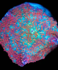 Wysiwyg Crazy Discosoma Mushroom Frag [F93]