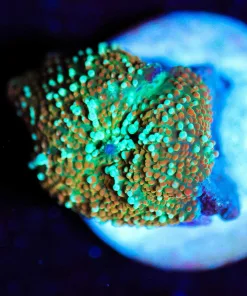 Wysiwyg Birthday Cake Shroom Frag [F94]