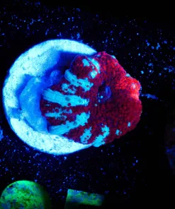 Wysiwyg Red Riding Hood Mushroom [F95] *Free Shipping ! Minimum $249 livestock spend*