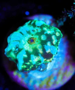 Wysiwyg UNique Green Lighting Mushroom [F95]