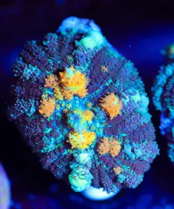 Wysiwyg Rhodactis Mushroom Beggining To Bounce [F96]