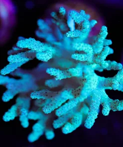 Wysiwyg Large Unique Leather Coral Frag [F96]