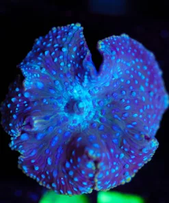 Wysiwyg Blue Interstellar msuhroom [F97]
