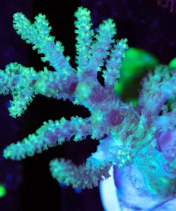 Wysiwyg Green Nepthea Leather Coral Frag [F98]