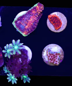 Wysiwyg SMall 8 Piece Frag Pack *Max 1 frag per order* (FP3)
