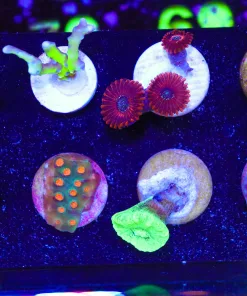 Wysiwyg Tiny Coral Frag Pack (FP1) *Max 1 Frag Per Online Order - Sorry No Exceptions!*