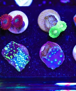 Wysiwyg Tiny Coral Frag Pack (FP2) *Max 1 Frag Per Online Order - Sorry No Exceptions!*