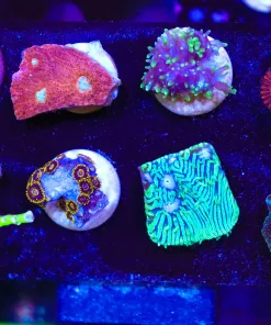 Wysiwyg Tiny Coral Frag Pack (FP3) *Max 1 Frag Per Online Order - Sorry No Exceptions!*