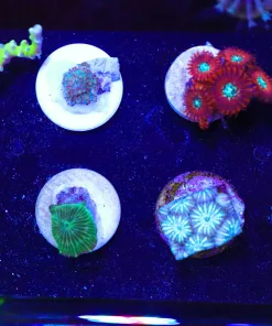 Wysiwyg Tiny Coral Frag Pack (FP4) *Max 1 Frag Per Online Order - Sorry No Exceptions!*