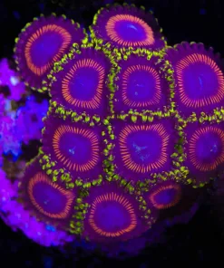 Japanese Eagle Zoanthid Frag (Row #13:B)