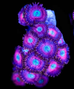 Cotton Candy Zoanthid (Row #18)