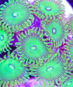 Green People Eater Zoanthid Frag (Row #18:B)