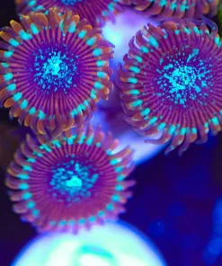 Salted Agave Zoanthid Frag (Row #2)