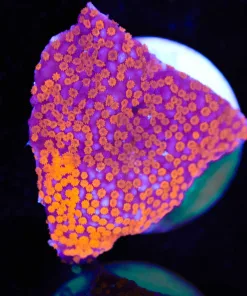 Superman Montipora Frag (Row #21)
